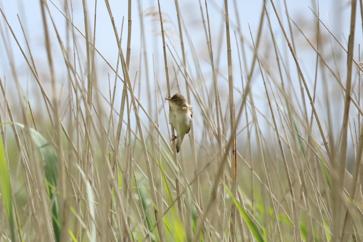 Marsh Warbler - ML636337232