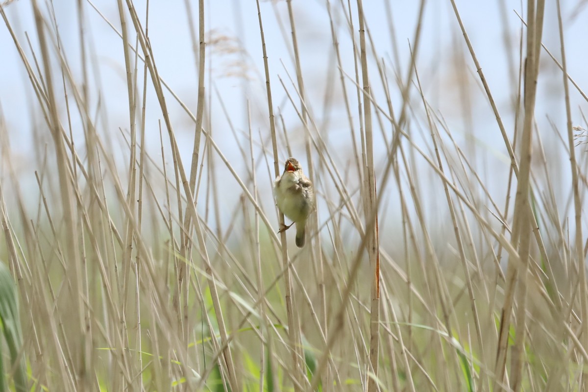 Marsh Warbler - ML636337233