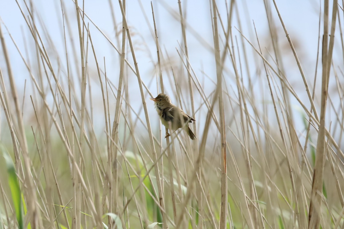 Marsh Warbler - ML636337239