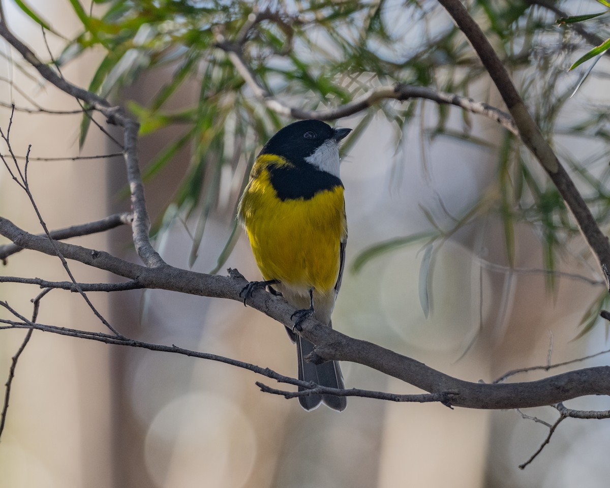 Golden Whistler - ML636337242
