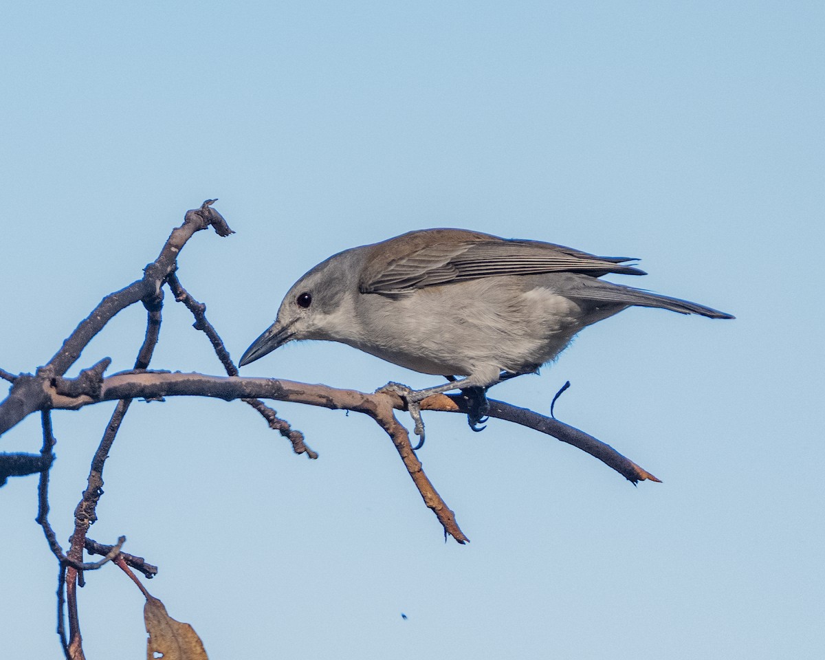 Gray Shrikethrush - ML636337252