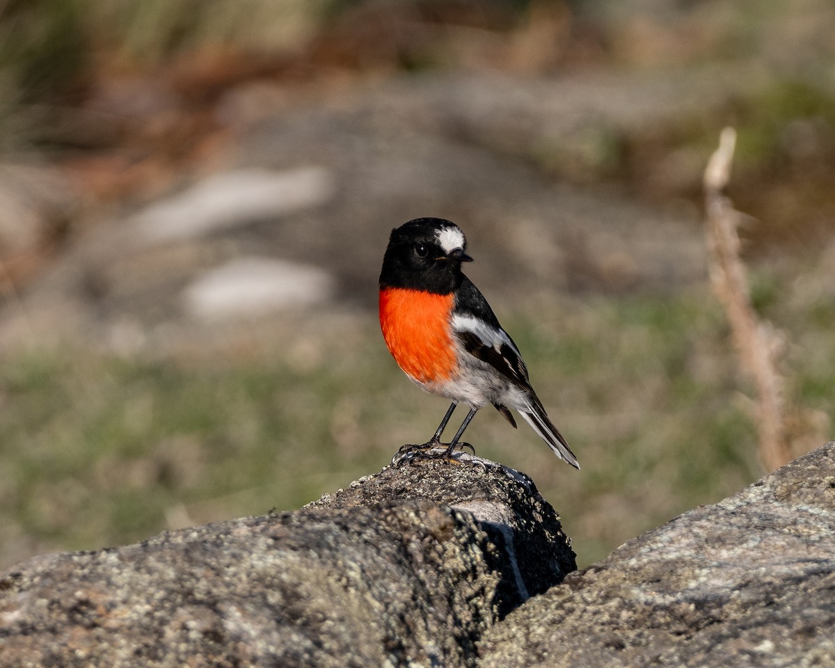 Scarlet Robin - ML636337258