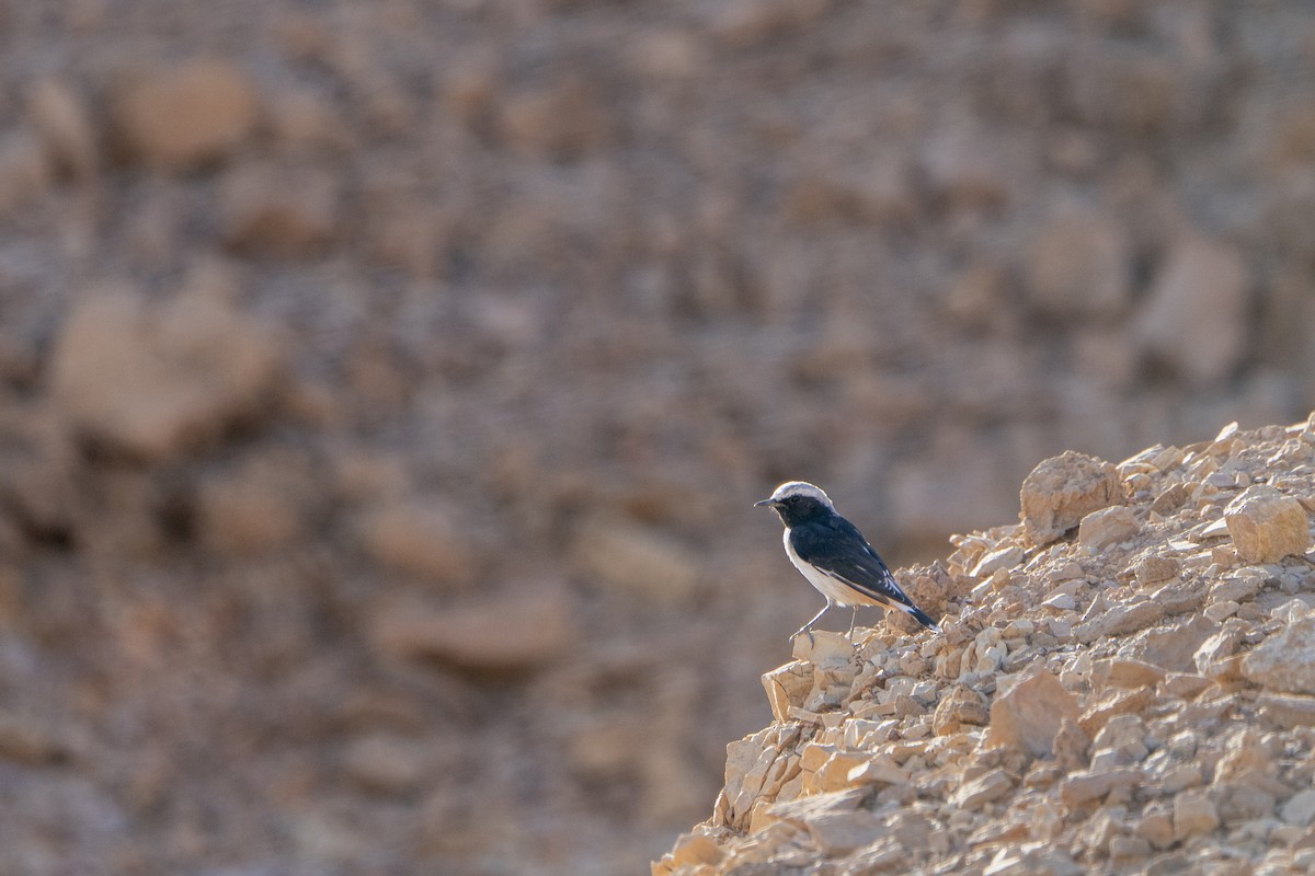 Mourning Wheatear - ML636337300