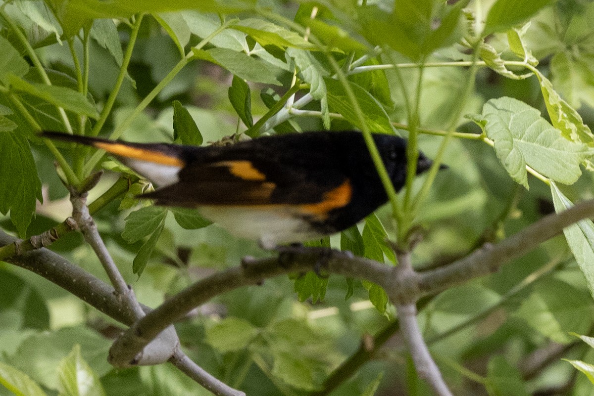 American Redstart - ML636337303
