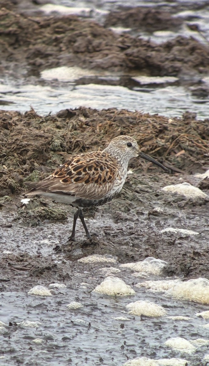 Dunlin - ML636337387