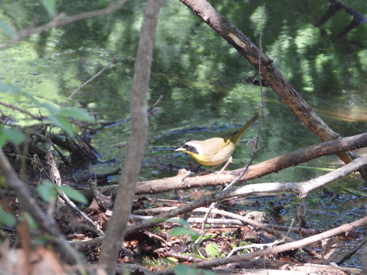 Common Yellowthroat - ML636337439