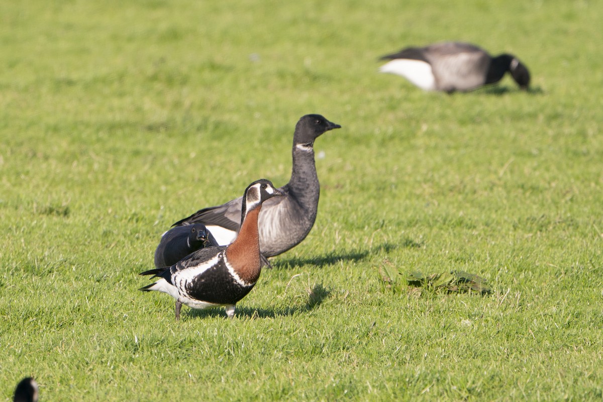 Red-breasted Goose - ML636337462