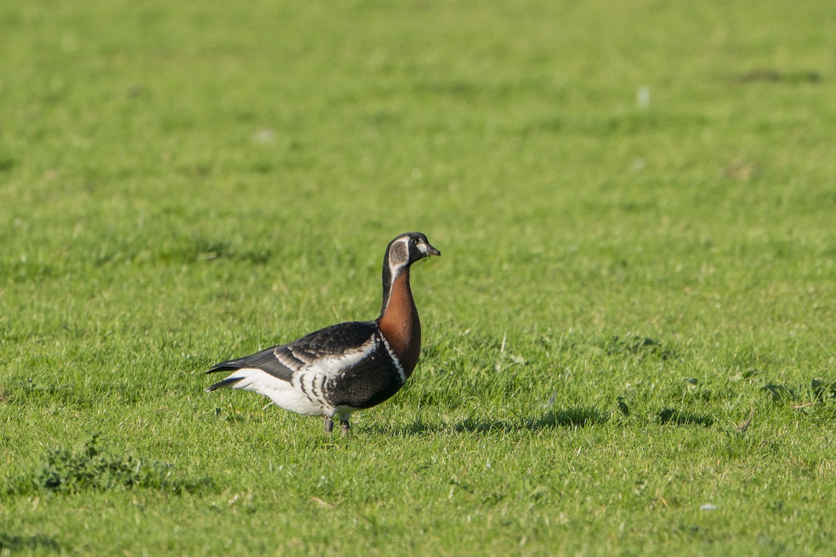 Red-breasted Goose - ML636337463