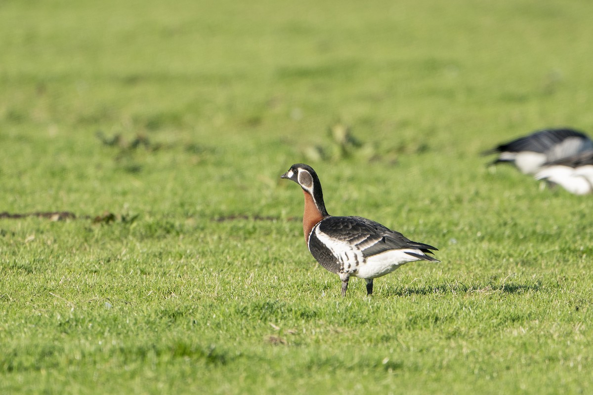 Red-breasted Goose - ML636337464