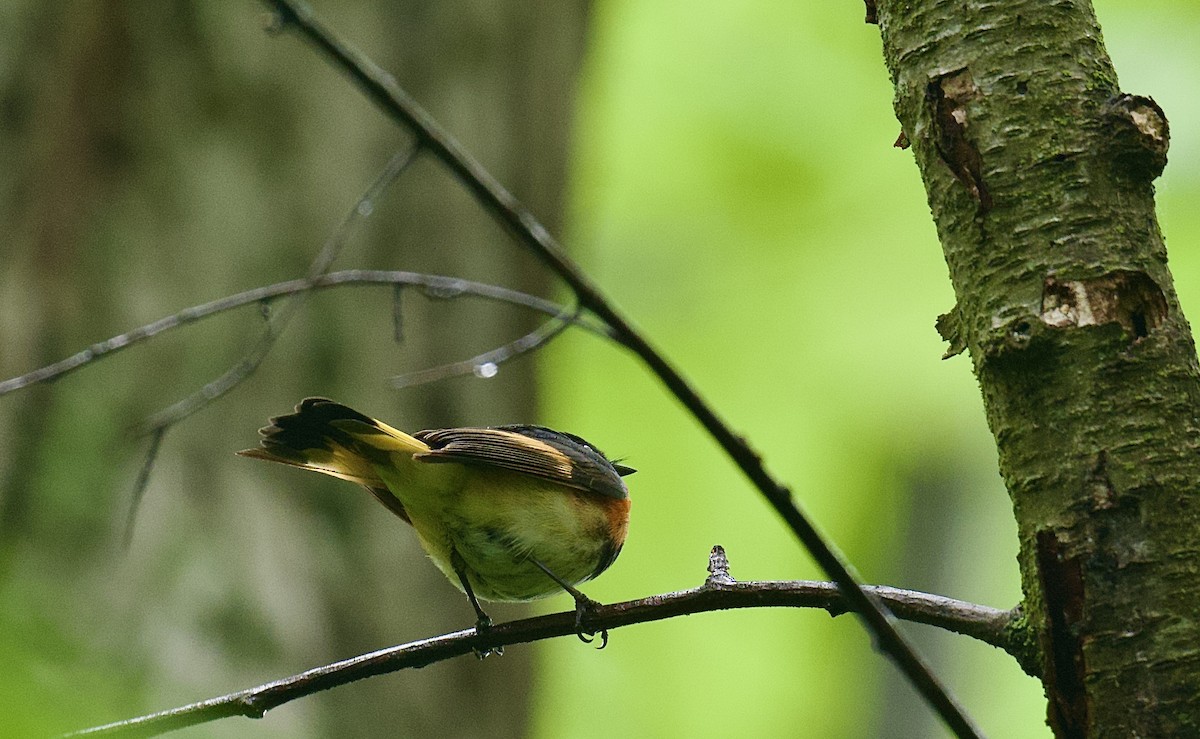 American Redstart - ML636337514