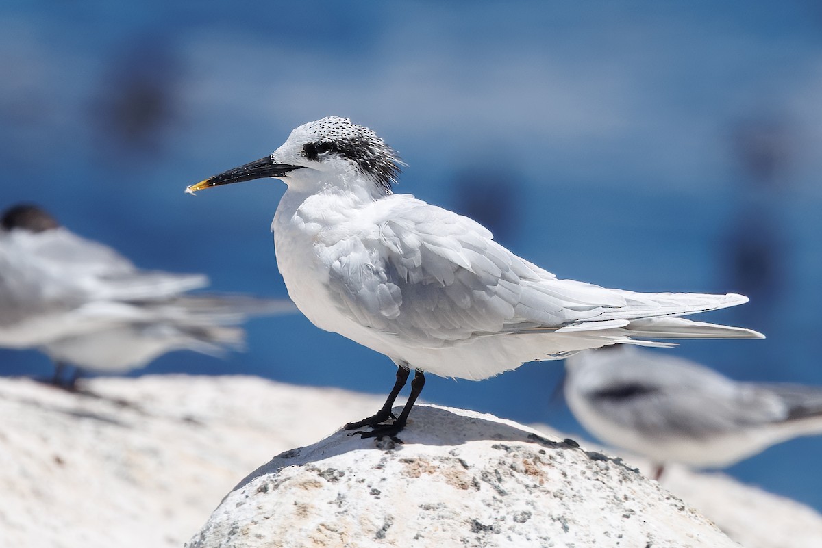 Sandwich Tern (Eurasian) - ML636337580