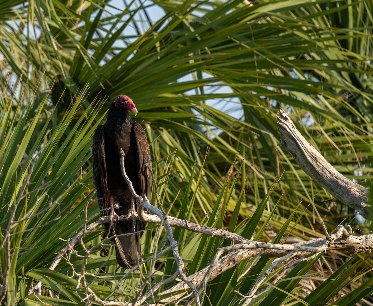 Turkey Vulture - ML636337581