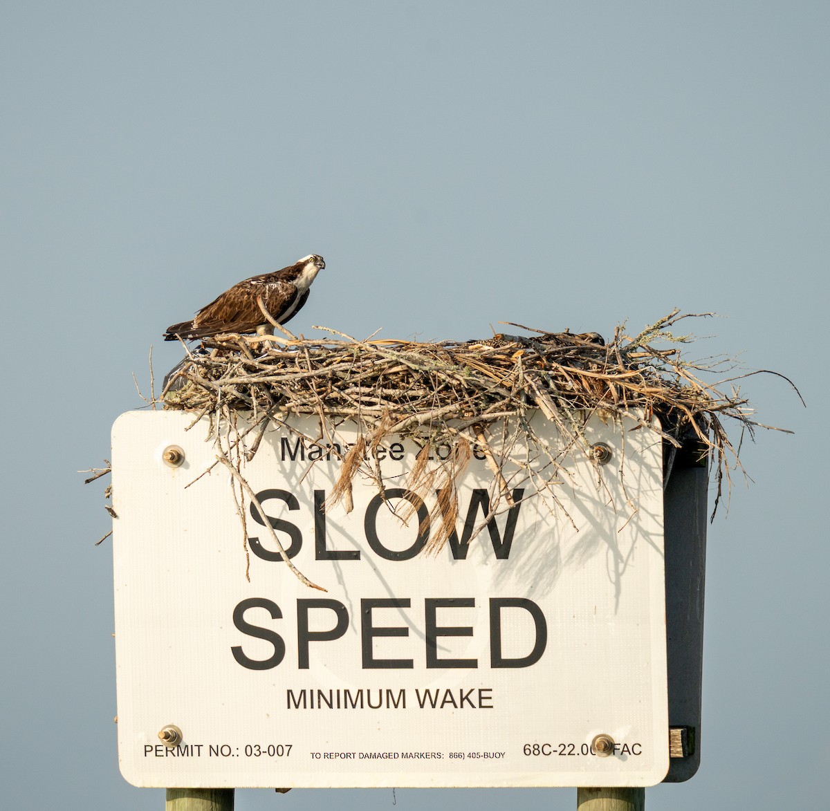 Osprey - ML636337611