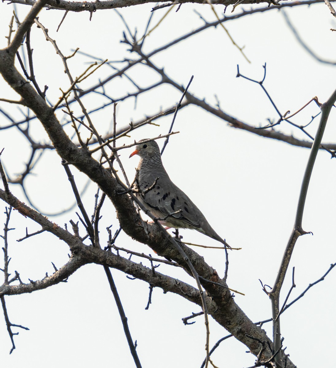 Common Ground Dove - ML636337660