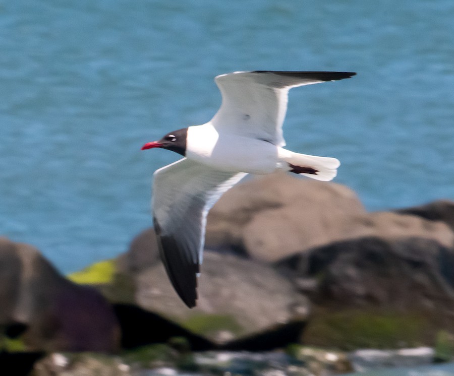 Laughing Gull - Bert Filemyr