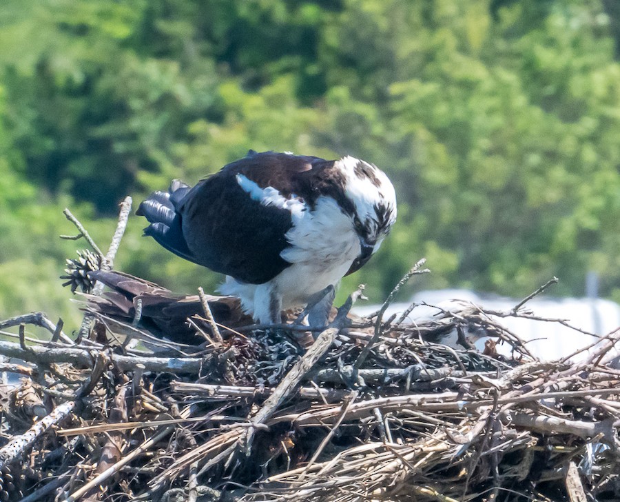Osprey - Bert Filemyr
