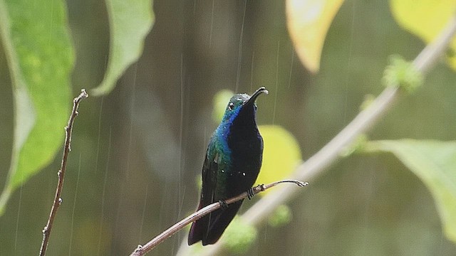 Black-throated Mango - ML636337810