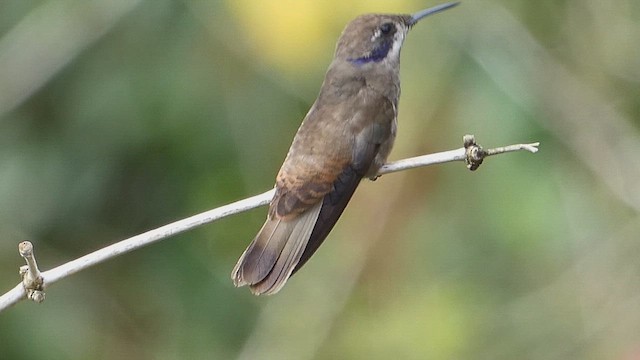 Brown Violetear - ML636337822