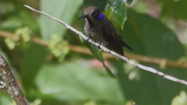 Brown Violetear - ML636337828