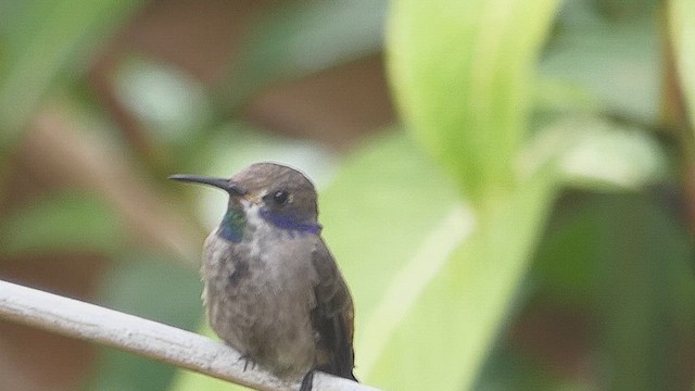 Brown Violetear - ML636337830