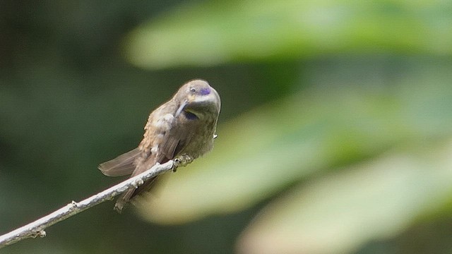 Brown Violetear - ML636337836