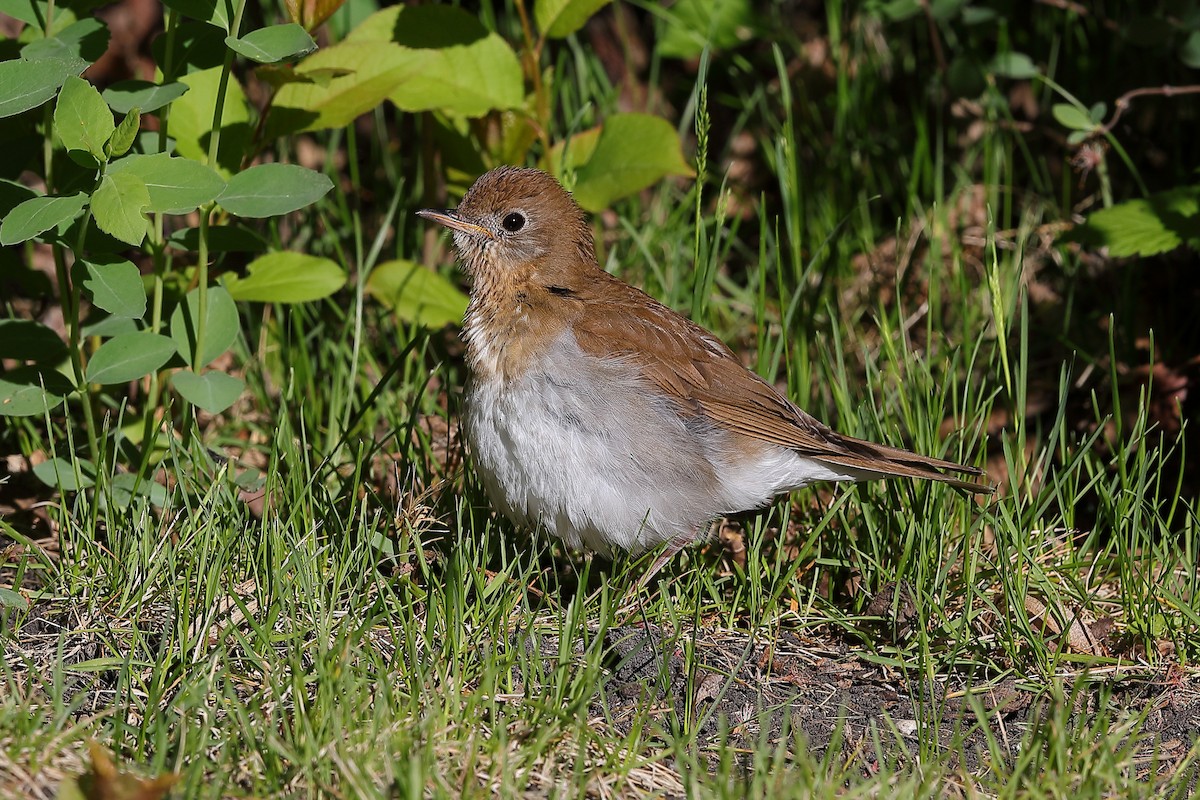 Veery - ML636337869