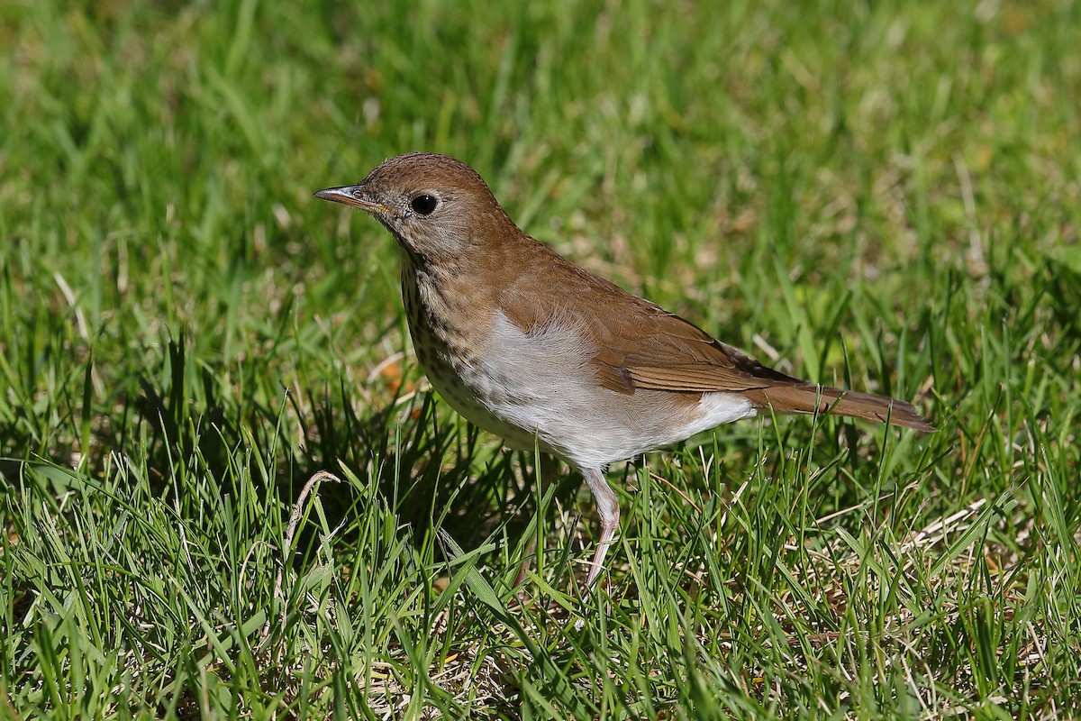 Veery - ML636337870