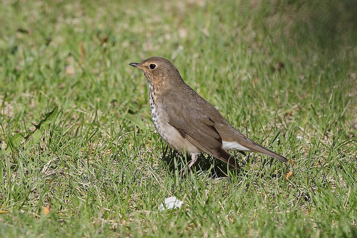 Swainson's Thrush - ML636337881