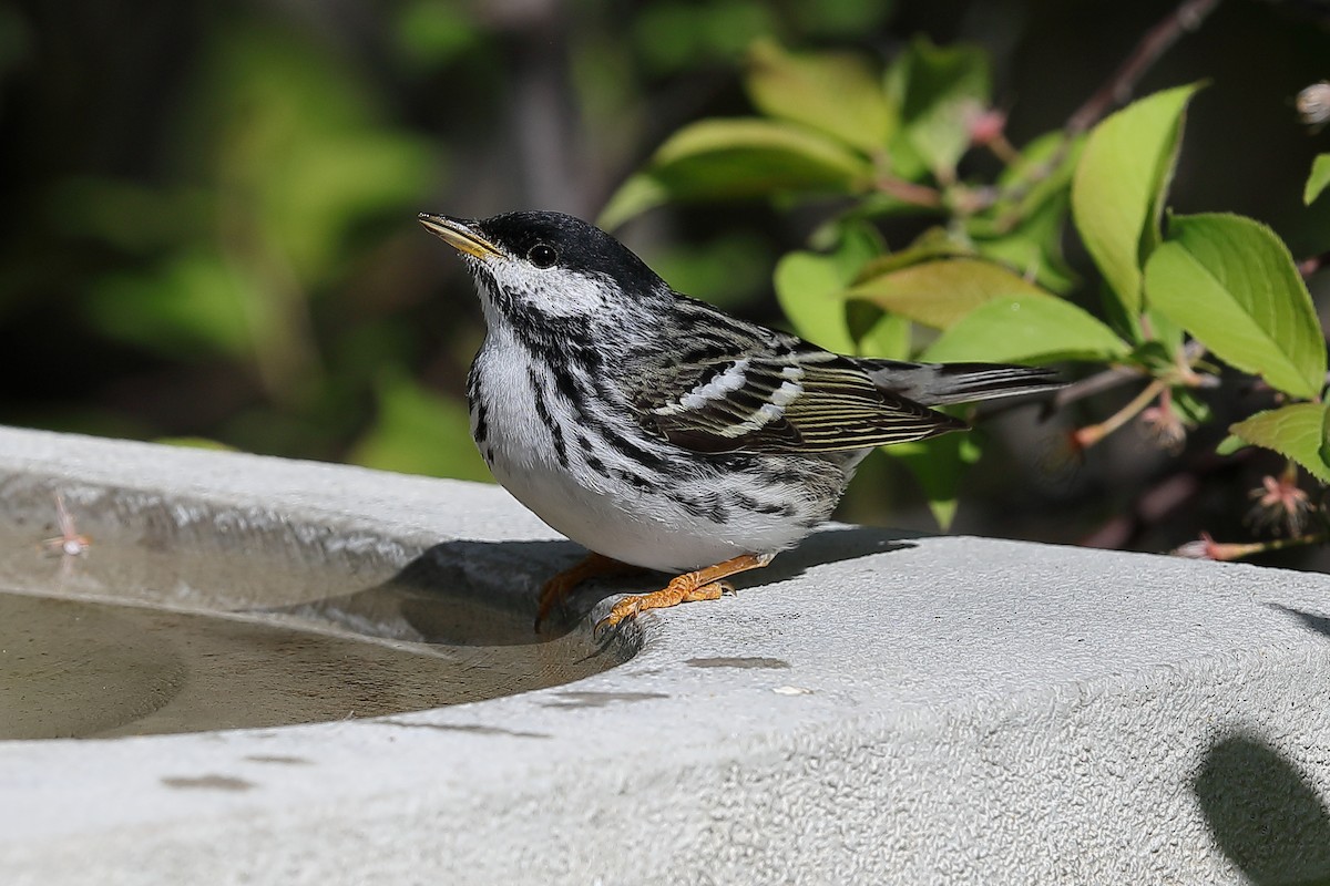 Blackpoll Warbler - ML636337897