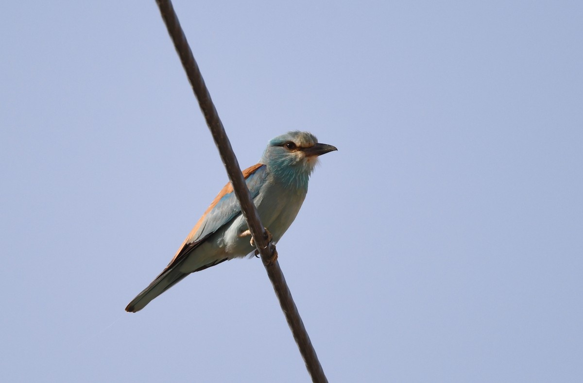 European Roller - ML636337906