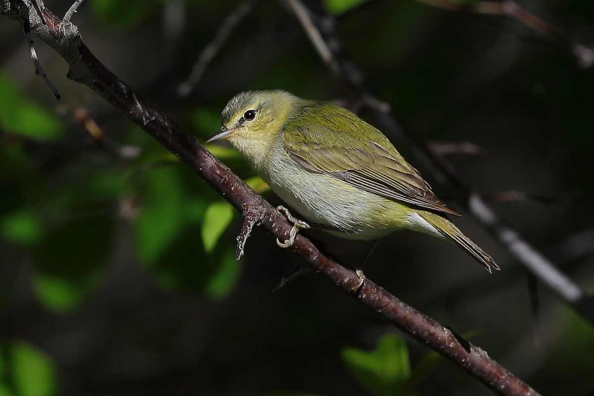 Tennessee Warbler - ML636337910