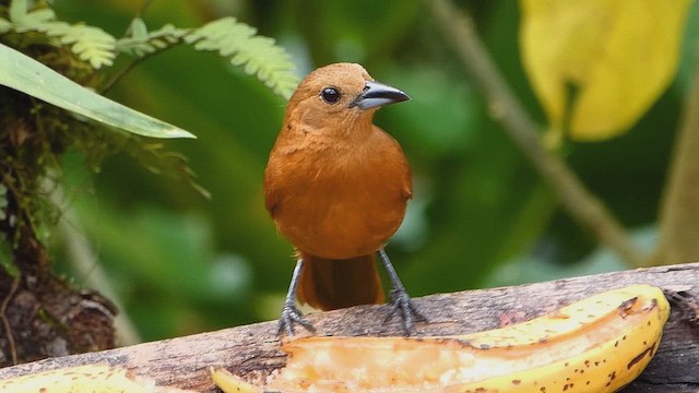 White-lined Tanager - ML636337940