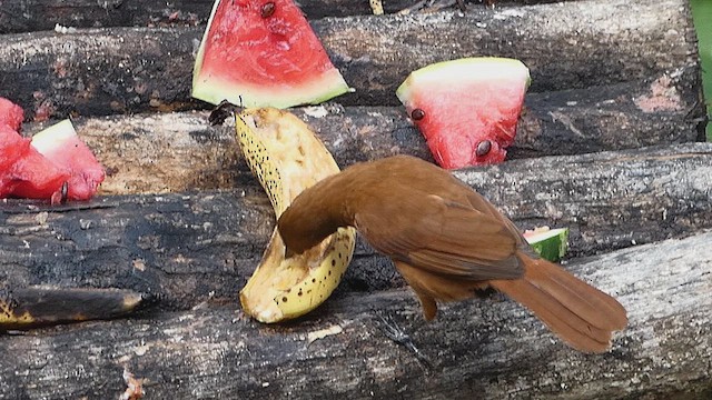 White-lined Tanager - ML636337945