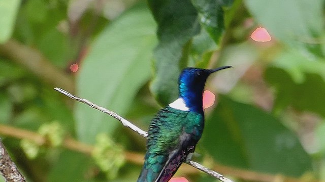 White-necked Jacobin - ML636337985