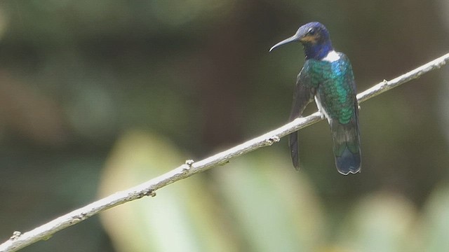 White-necked Jacobin - ML636337989