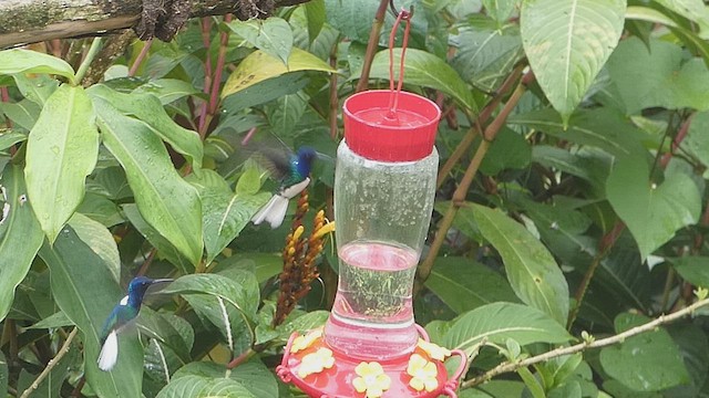 White-necked Jacobin - ML636337991