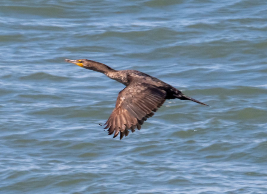 Double-crested Cormorant - Bert Filemyr