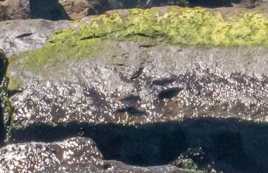 Purple Sandpiper - Bert Filemyr