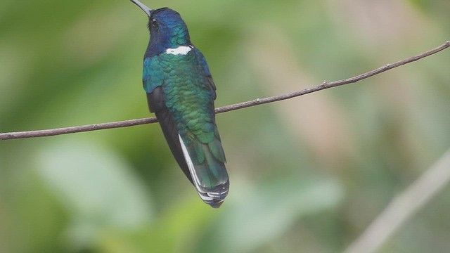 White-necked Jacobin - ML636338018