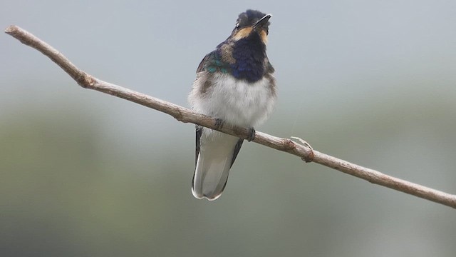 White-necked Jacobin - ML636338020
