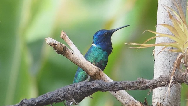 White-necked Jacobin - ML636338022