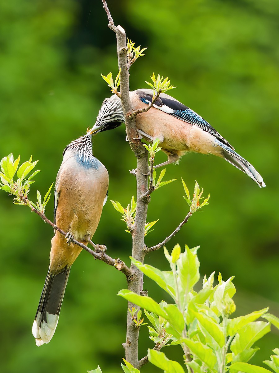 Black-headed Jay - ML636338042