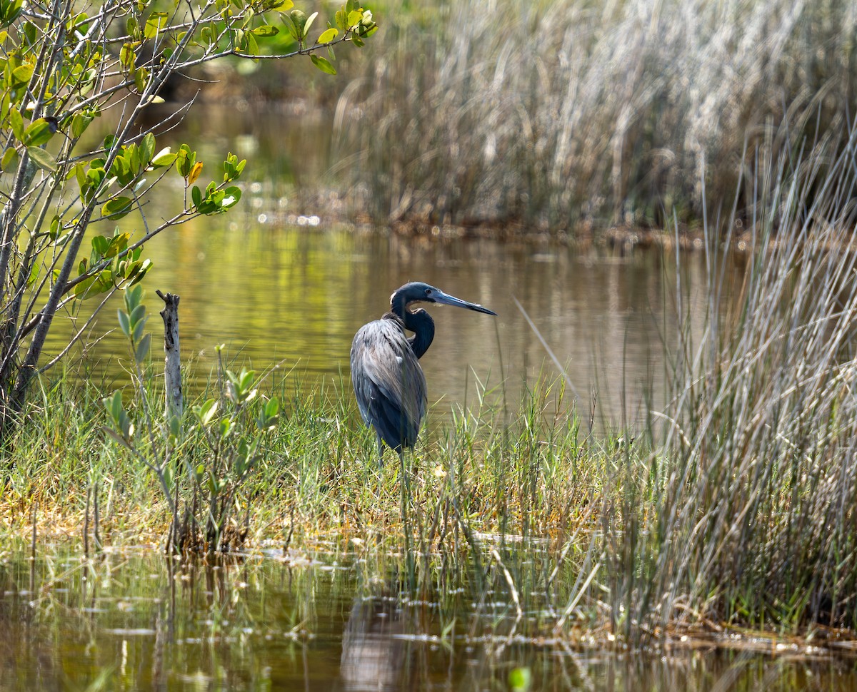 Tricolored Heron - ML636338046