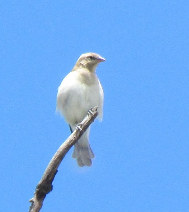 Yellow-throated Bush Sparrow - ML636338095