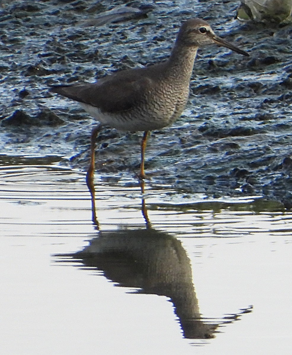 Gray-tailed Tattler - ML636338121
