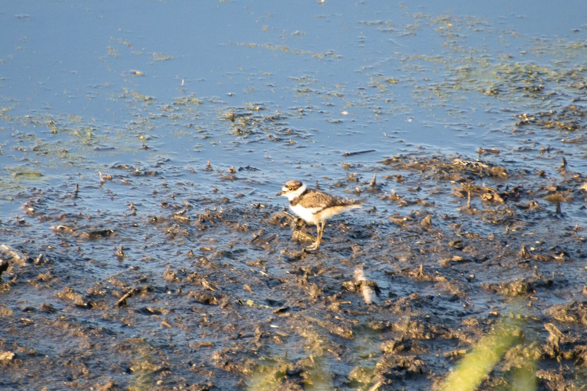 Killdeer - ML636338142