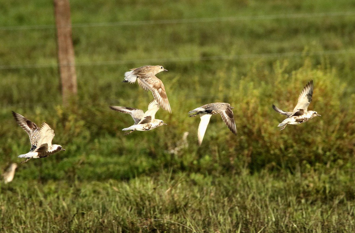 Black-bellied Plover - ML636338168