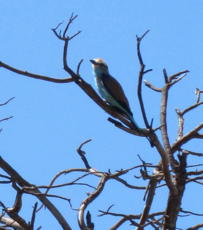 mandelík miombový - ML636338181