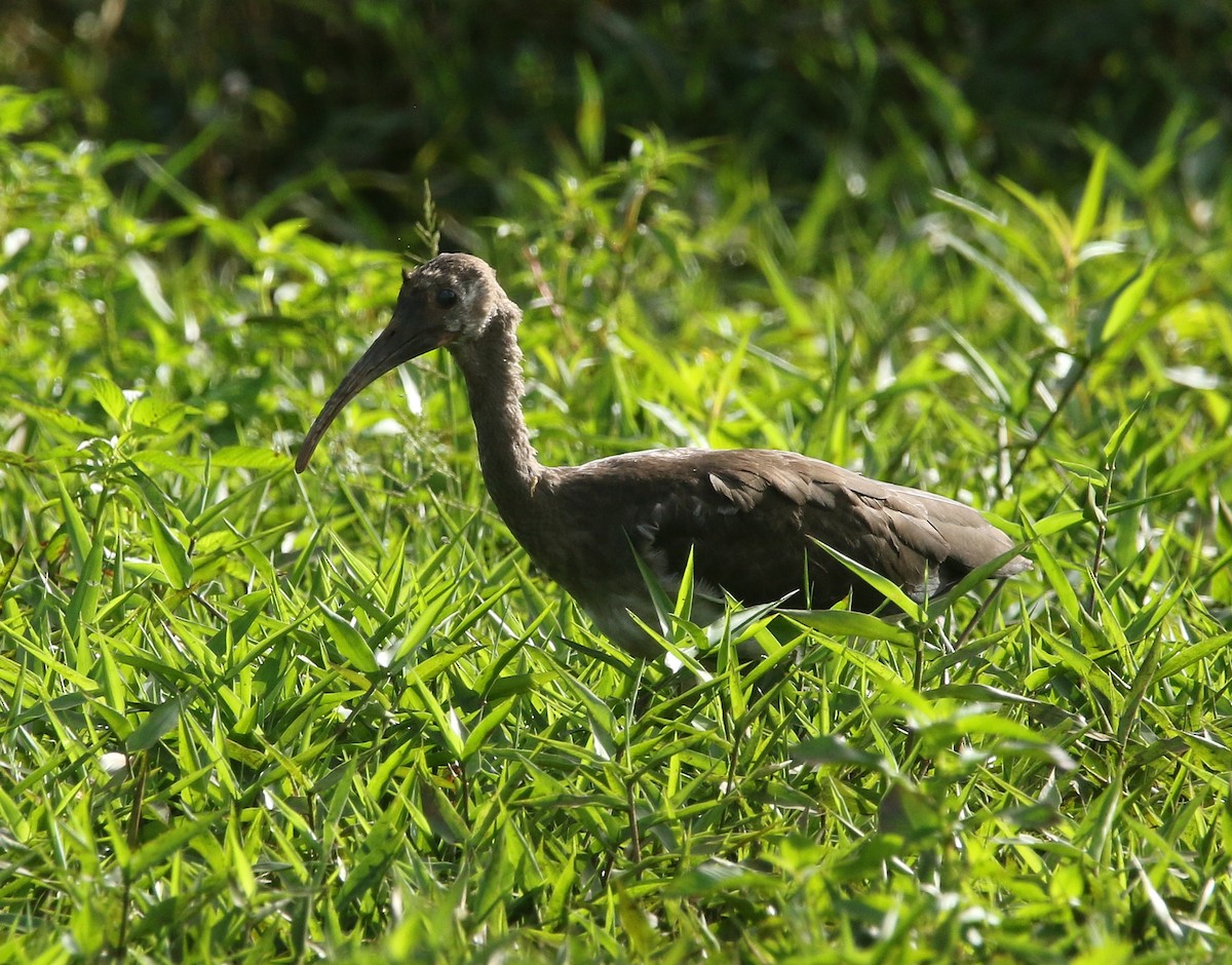 Scarlet Ibis - ML636338186