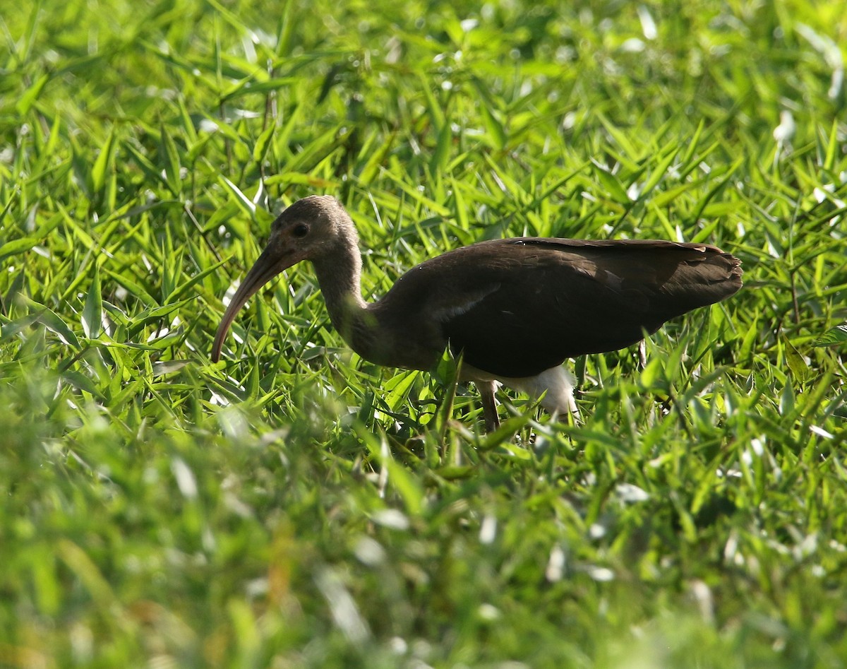 Scarlet Ibis - ML636338187